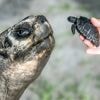Reusachtige Galapagos-schildpad viert zijn 135e verjaardag en zijn eerste Vaderdag