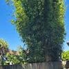 My neighbour's bamboo is costing me thousands... but he doesn't care - here's why