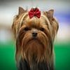 The Yorkie is at risk of EXTINCTION: Yorkshire Terriers - once loved by celebrities like Audrey Hepburn - have declined in popularity by 80% since 2013 as Brits shun the traditional pup for more 'fashionable' breeds