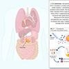 ALL of Ozempic's disturbing side effects, exactly how slimming jabs work inside your body and the definitive list of celebs taking them