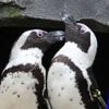NUcheckt | Nee, homo-zijn is niet ‘onnatuurlijk’, kijk maar naar ‘t dierenrijk