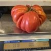 Avec une tomate de 1,3 kg, ce producteur breton bat son record