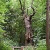 Kiezkamera Berlin-Reinickendorf: Ältester Baum, neuestes Schild, Mauer-Ecke und mehr