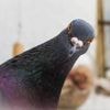 Les pigeons sont-ils aussi sales qu’on le pense ?