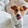 Experts reveal the sinister reason why dogs lick their LIPS - and it doesn't mean they're hungry