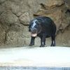 Berlins Zwergflusspferd zieht nach Frankreich : Diesen Sonntag ist Toni ein letztes Mal im Zoo zu sehen