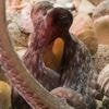How to use 8 arms? Octopuses tend to explore with their front limbs