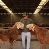 REPORTAGE. Les moutons géants du Kirghizstan, nouveau « Bitcoin » du peuple