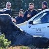 'How did you get here?' A large elephant seal is found lumbering along a South African street