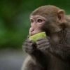 D’où vient notre penchant pour l’alcool ? Selon la science, c’est une histoire de fruits trop mûrs