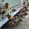 Une colonie de 25 000 abeilles délogée d'une statue du centre-ville de Dijon