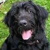 Hunt for dog-napper: Chilling moment masked burglar calmly walks off with family's dogs Bruno and Molly