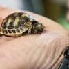 Un Chinois plaide coupable aux États-Unis pour trafic de tortues