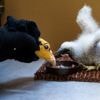 Babygieren in dierentuin van Praag worden deels opgevoed door poppen