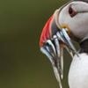 Sandeel fishing ban to remain in place