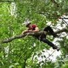 Ils sont les rois de la canopée : les arboristes grimpeurs en compétition près d’Angers