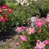 Pathetic protesters destroy university's peony garden to 'show support of Palestine'