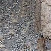Can YOU spot the snow leopard which is inching its way towards unsuspecting prey in this image?