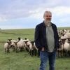Au pied du Mont-Saint-Michel, voici comment un troupeau de moutons joue les coaches en entreprise