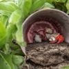 Drie Chinezen opgepakt in Japan met duizenden heremietkreeften in koffers