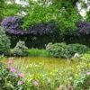 REPORTAGE. Des fleurs violettes partout : en mai, c’est la folie des rhododendrons au Mont de Cerisy