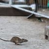 Schädlinge: Warnung vor Rattenplage auf Neuköllner Hermannplatz