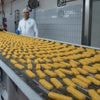 Seelachs „en bloc“: Wie der Fisch ins Stäbchen kommt