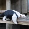 Zuid-Amerikaanse boommiereneter ontsnapt uit dierenpark in Eibergen