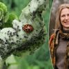 Bladluizen zijn volop terug: onze tuinexperte geeft advies om ze onder controle te houden