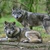 Beschluss im Bund: Wolfabschuss könnte in Brandenburg erleichtert werden