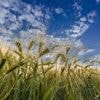 Gerste, Pistazien, Äpfel: Wann erfanden Menschen wirklich die Landwirtschaft?