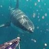 Chilling moment fisherman comes face to face with huge great white shark: 'I'm dealing with a beast'