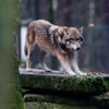 European Parliament votes to lower protections on wolves