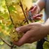 Kurz vor der Traubenernte: Diebe räumen zwei Weinberge in Rheinland-Pfalz komplett leer