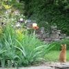 Les secrets du jardin méditerranéen avec la spécialiste Louisa Jones