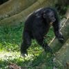 Chimpanzees drum with regular rhythm when they beat on tree trunks, study shows