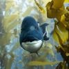 Dans le documentaire "L'appel de l'océan", le naturaliste David Attenborough alerte sur les ravages de la pêche industrielle