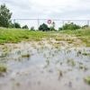 Mann foppt Behörden: Alligator-Sichtung in Vechta - doch es war kein echter