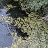 "Baignade interdite" : autre conséquence de la canicule, les cyanobactéries prolifèrent dans les lieux de baignade en eau douce