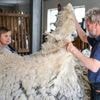„Ein richtiges regionales Produkt“ : Waschanlage für Schafwolle entsteht in Roskow