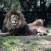 Un lion attaque une femme de 50 ans dans un zoo australien, la victime perd son bras