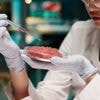 La viande « cultivée » en laboratoire, solution vertueuse pour le futur ou fausse bonne idée ?