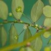 Une alternative à l'extraction minière du nickel : la Malaisie cultive une plante capable d'absorber le métal contenu dans le sol