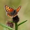Insect boom for UK after warmest, sunniest spring on record