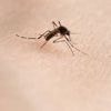 NU+ | Westnijlvirus in opkomst door toename muggen: 'Klein gezondheidsrisico'