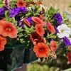 Envie de fleurir votre balcon ? Misez sur les calibrachoas et leur profusion de couleurs