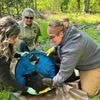 Bär in misslicher Lage: Schwarzbär nach zwei Jahren von Plastikkragen befreit