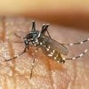 Chikungunya : une centaine de cas à Mayotte depuis fin mars malgré une stabilisation de la maladie