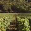Droits de douane sur les vins: «La situation ne peut en rester là», dit la ministre de l’Agriculture