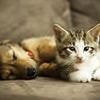 Pandemic boom in demand for puppies and kittens 'is over', says Pets at Home boss